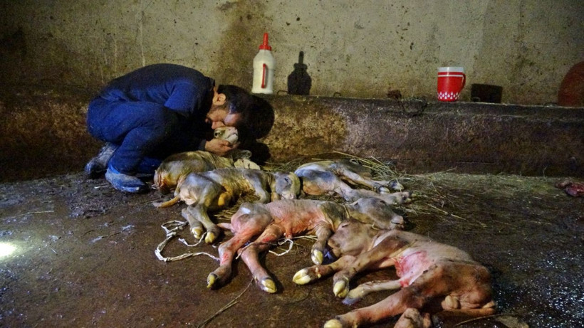 İnanması güç olay! Hakkari'de hasta zannedilip kesilen ineğin karnından 5 buzağı çıktı - Resim: 1