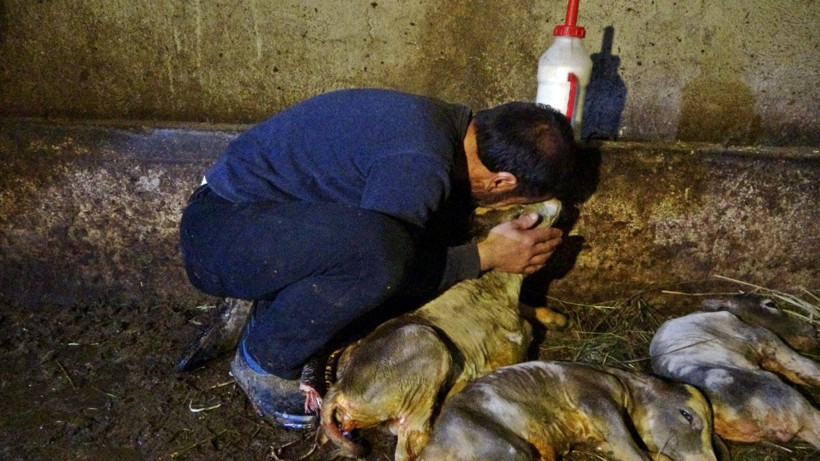 İnanması güç olay! Hakkari'de hasta zannedilip kesilen ineğin karnından 5 buzağı çıktı - Resim: 2
