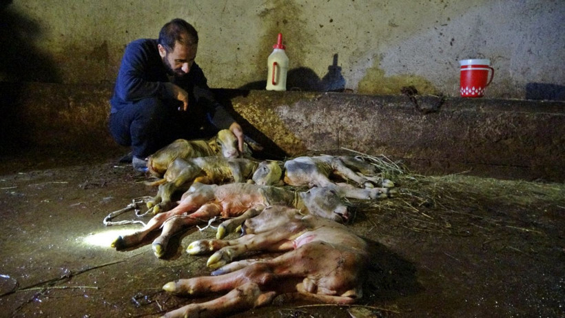 İnanması güç olay! Hakkari'de hasta zannedilip kesilen ineğin karnından 5 buzağı çıktı - Resim: 3