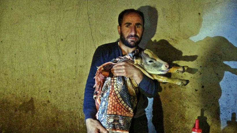 İnanması güç olay! Hakkari'de hasta zannedilip kesilen ineğin karnından 5 buzağı çıktı - Resim: 4