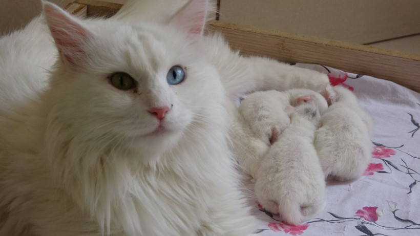 2021'in ilk Van kedileri dünyaya geldi! Gülümseten görüntüler ortaya çıktı - Resim: 1