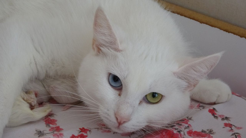 2021'in ilk Van kedileri dünyaya geldi! Gülümseten görüntüler ortaya çıktı - Resim: 2