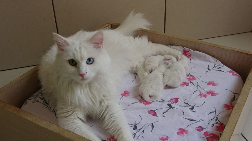 2021'in ilk Van kedileri dünyaya geldi! Gülümseten görüntüler ortaya çıktı - Resim: 4