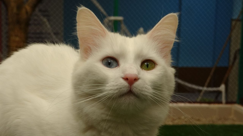 2021'in ilk Van kedileri dünyaya geldi! Gülümseten görüntüler ortaya çıktı - Resim: 3