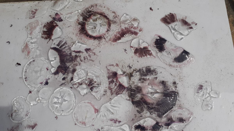 Kuşadası'nda ölü mor denizanaları kıyıya vurdu! Çıplak elle dokunan yanar - Resim: 2