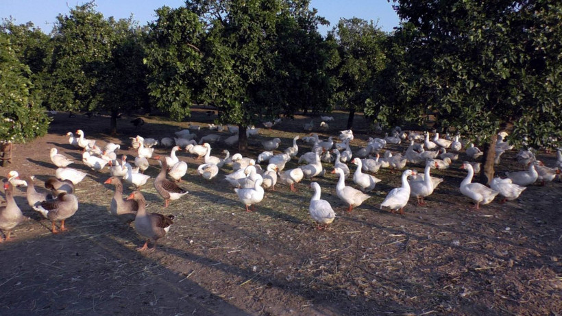 Hobisini işe çevirdi 250 TL'ye satıyor! Aydın'da üretip Türkiye'ye satıyor paraya para demiyor - Resim: 2
