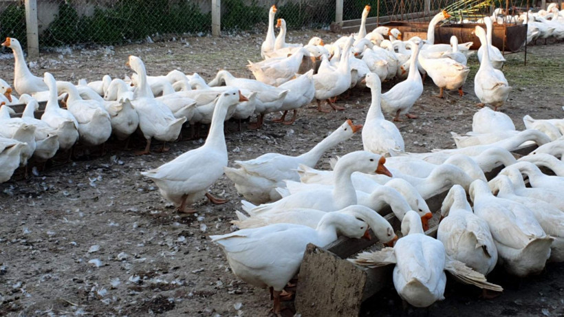 Hobisini işe çevirdi 250 TL'ye satıyor! Aydın'da üretip Türkiye'ye satıyor paraya para demiyor - Resim: 3