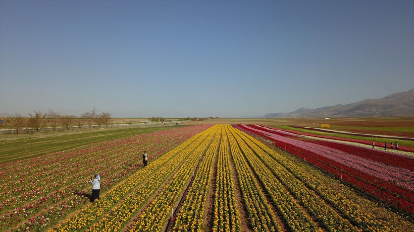Hollanda'dan Karaman'a dönüş yaptı! Bu işe başladı 11 ülke sipariş için sırada - Resim: 1