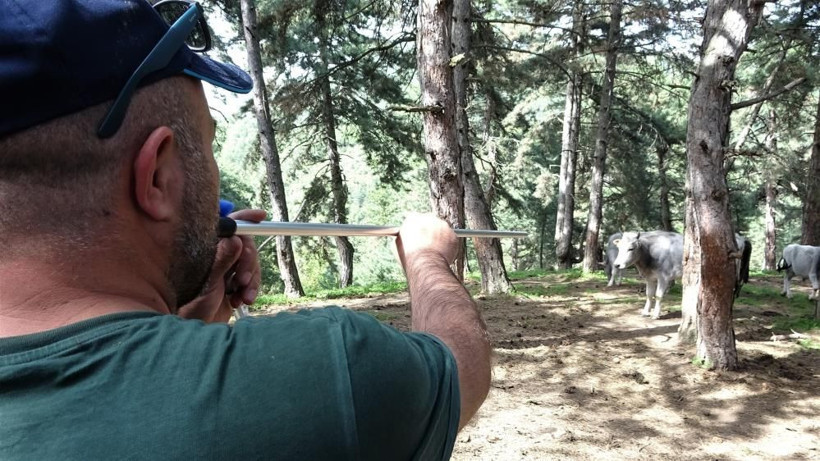 Dağda kurbanlık dana avı başladı! Tuz dökerek tuzağa çekiyorlar sonra gelsin paralar - Resim: 4