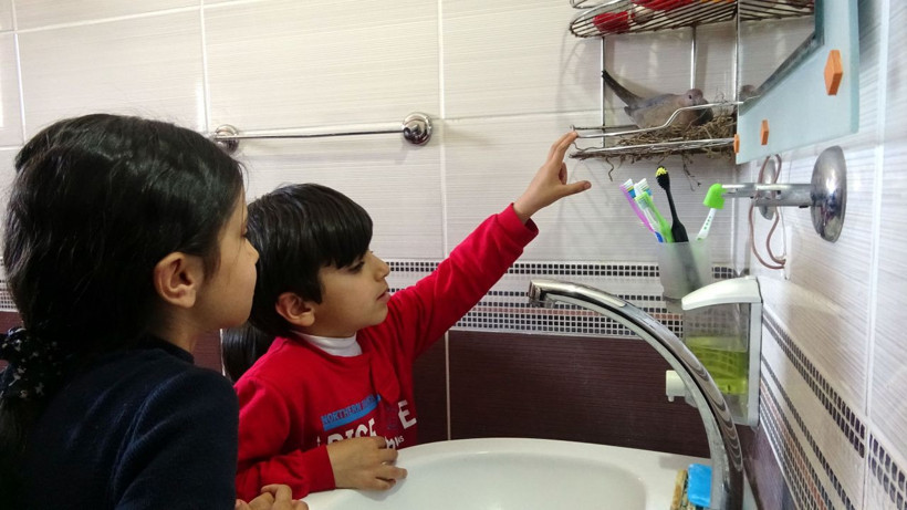 Evin banyosuna yuva yapan kumrular Hakkarili aileyi şaşırttı - Resim: 1