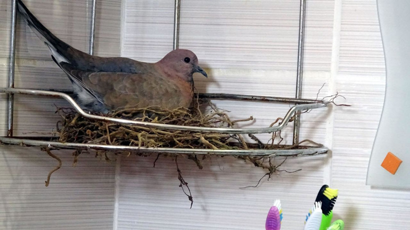 Evin banyosuna yuva yapan kumrular Hakkarili aileyi şaşırttı - Resim: 3