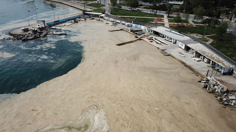 Strese soktu! Müsilaj incelemesinin ilk sonuçları şaşırttı: Yeni bir canlı türü bulduk - Resim: 3