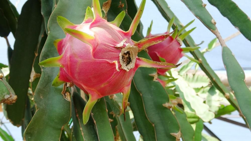 Şeker hastalığını bitiren ejder meyvesi! Babası için Mersin'de yetiştirdi şimdi ihraç ediyor - Resim: 4