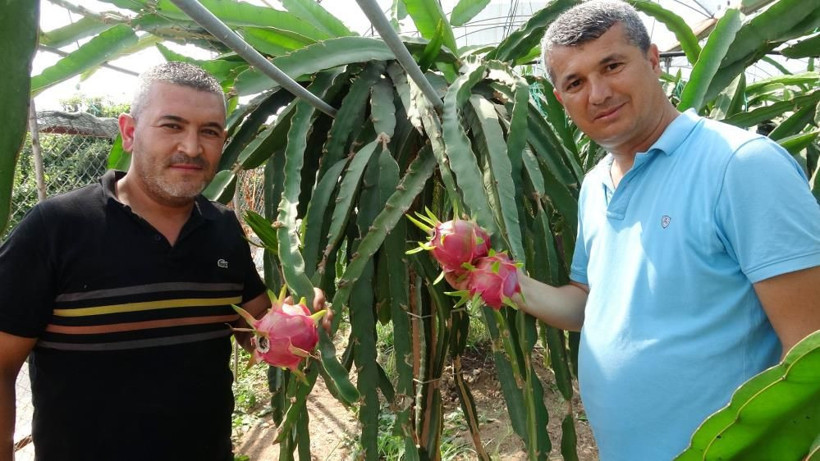 Şeker hastalığını bitiren ejder meyvesi! Babası için Mersin'de yetiştirdi şimdi ihraç ediyor - Resim: 2