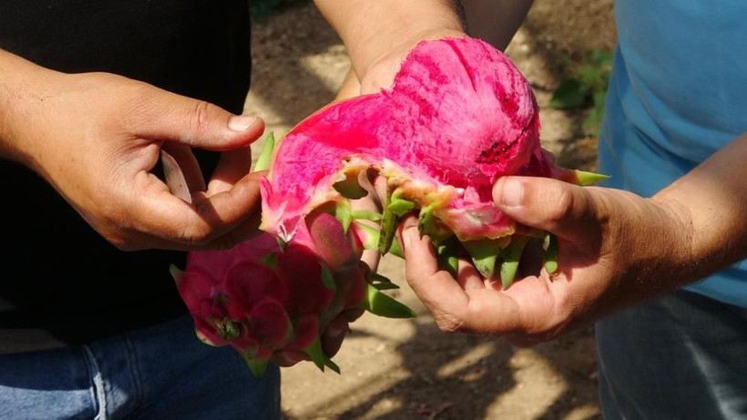 Şeker hastalığını bitiren ejder meyvesi! Babası için Mersin'de yetiştirdi şimdi ihraç ediyor - Resim: 1