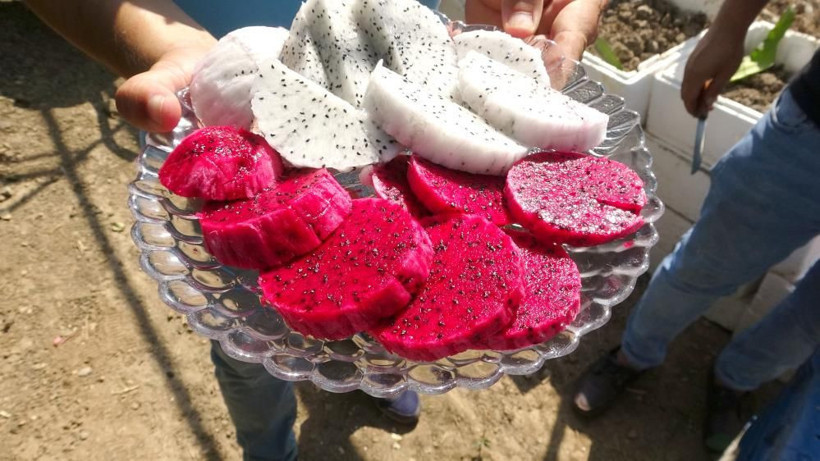 Şeker hastalığını bitiren ejder meyvesi! Babası için Mersin'de yetiştirdi şimdi ihraç ediyor - Resim: 3