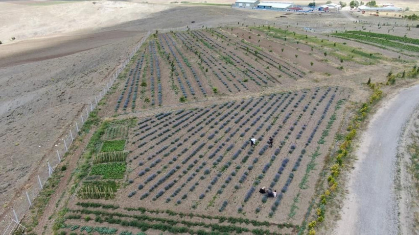 Sivas'ta ekti güzel verim aldı! Ona yetişmez dediler şimdi hasat için gün sayıyor - Resim: 3