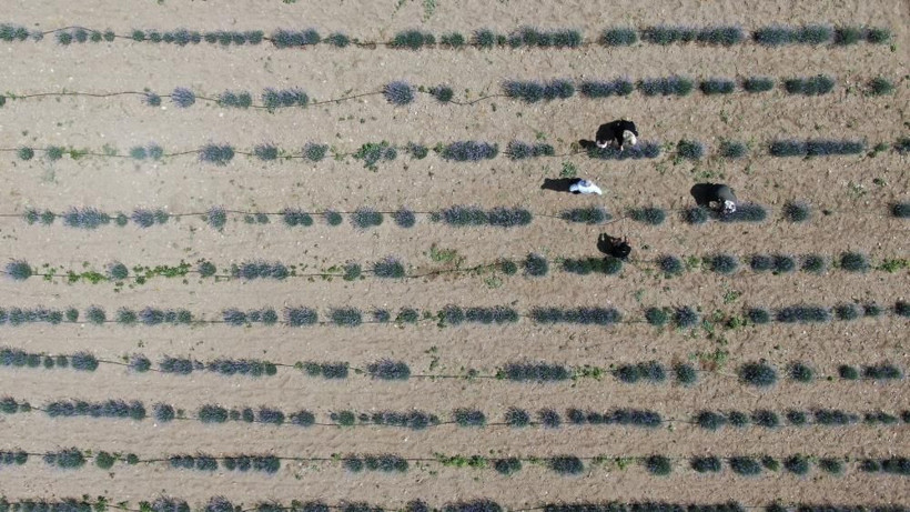 Sivas'ta ekti güzel verim aldı! Ona yetişmez dediler şimdi hasat için gün sayıyor - Resim: 1