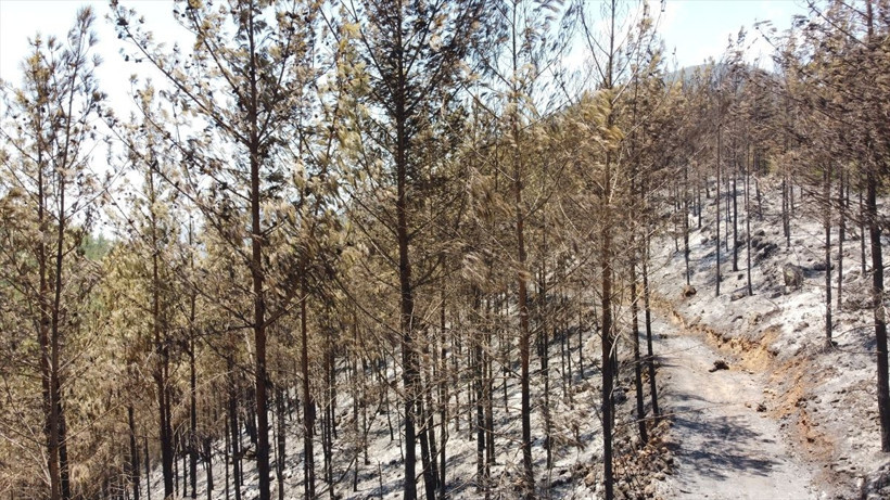 Mersin Aydıncık'taki orman yangını! 50 saat sonra kontrol altına alındı zarar gören alan görüntülendi - Resim: 4