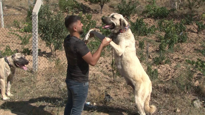 Çok nadir bulunuyor! Kırıkkale'de fiyatını duyan inanamadı: Gece kalkıp... - Resim: 2