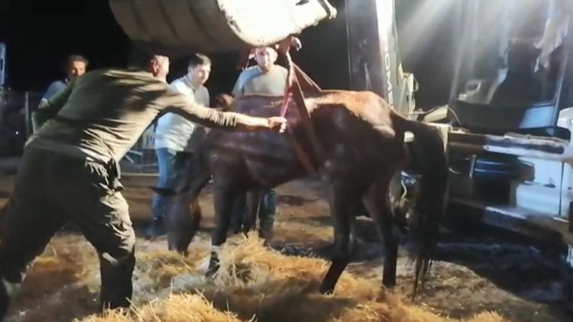 Artvin'de ikinci 'ölüme terk edilen at' vakası! Yürek parçalayıcı - Resim: 1