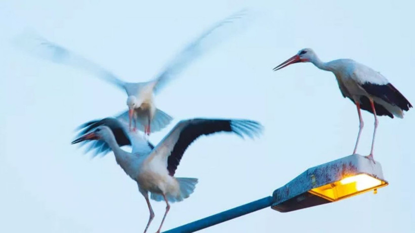 Leylekler 10 gün erken göç etti! Uzmanlar uyardı 'Kış çok sert geçecek, üşümeye hazır olun' - Resim: 3