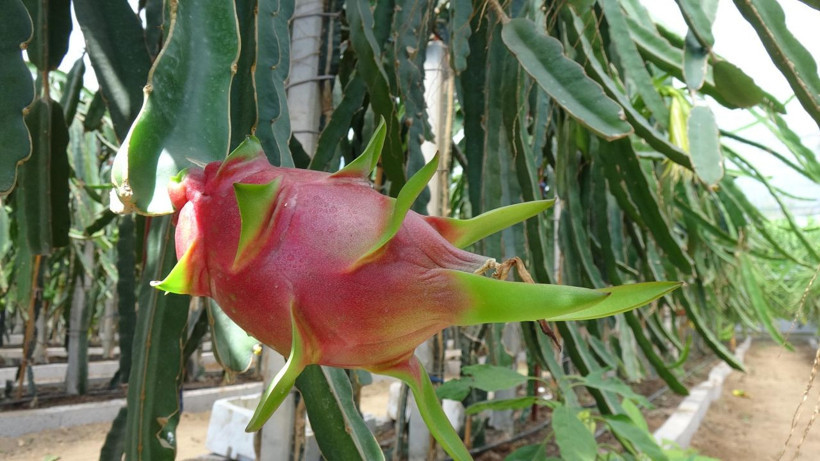 Mersin'de yetişiyor bir dönümden 40 bin TL kazanç! ABD'li askerler bu tadın peşinde - Resim: 1