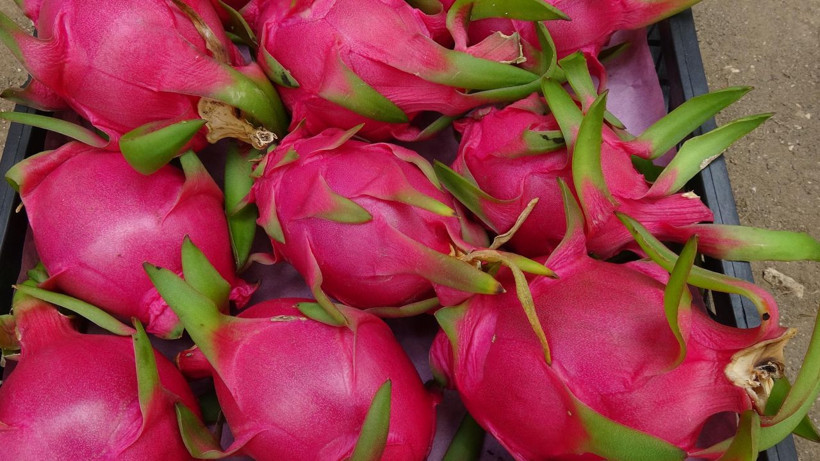 Mersin'de yetişiyor bir dönümden 40 bin TL kazanç! ABD'li askerler bu tadın peşinde - Resim: 2