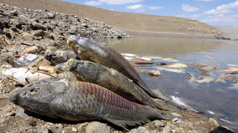 Van Koçköprü Baraj Gölü'nde korkutan görüntü! Balık ölümlerinin nedeni belli oldu - Resim: 4
