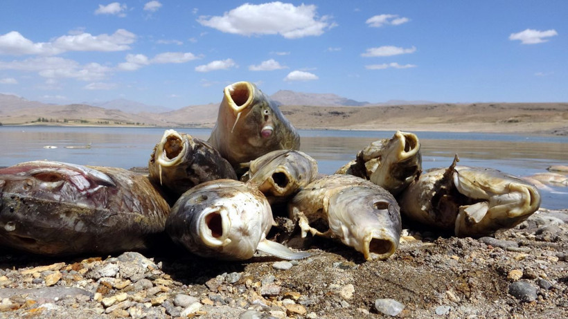 Van Koçköprü Baraj Gölü'nde korkutan görüntü! Balık ölümlerinin nedeni belli oldu - Resim: 1