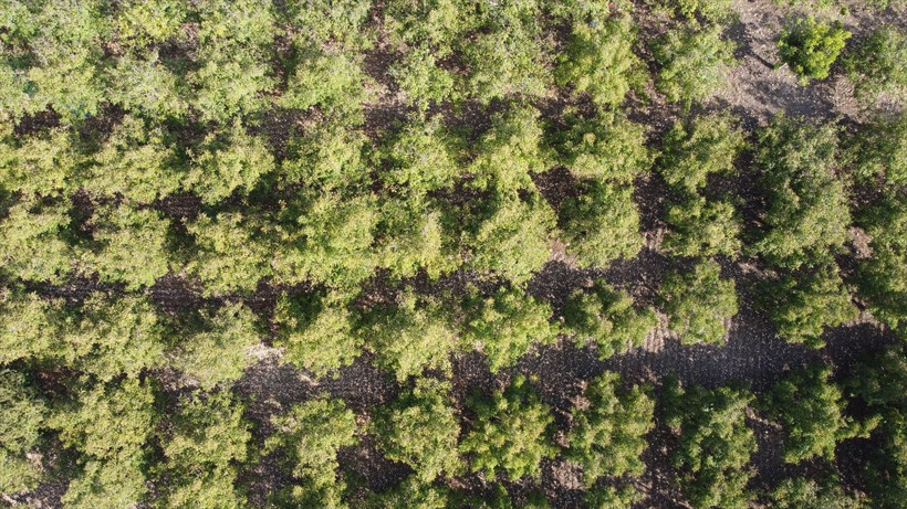 Bilecik'te uzun kuyruk oluştu günlük 560 bin TL kazanıyorlar - Resim: 3