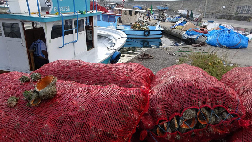 Karadeniz'de palamut olmayınca balıkçıların yeni geçim kapısı deniz salyangozu oldu - Resim: 4