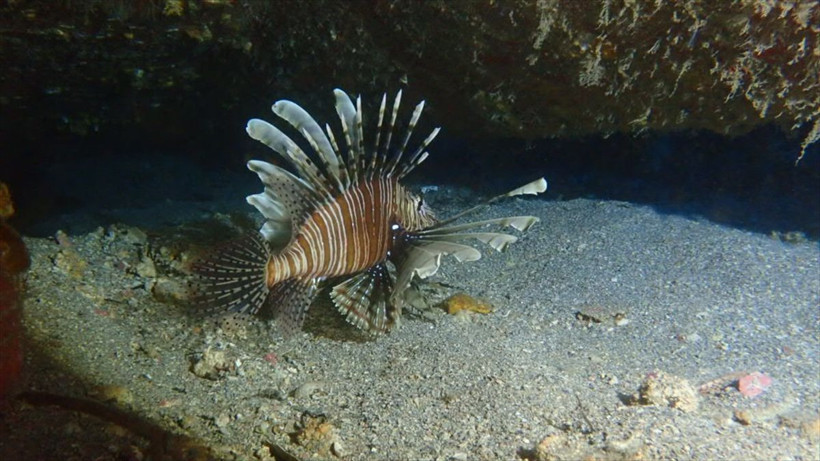 Alarm çaldı! Kızıldeniz'in 'istilacısı' aslan balığı Ege'de de yayılıyor! Balon balığı bu kadar hızlı değildi - Resim: 3