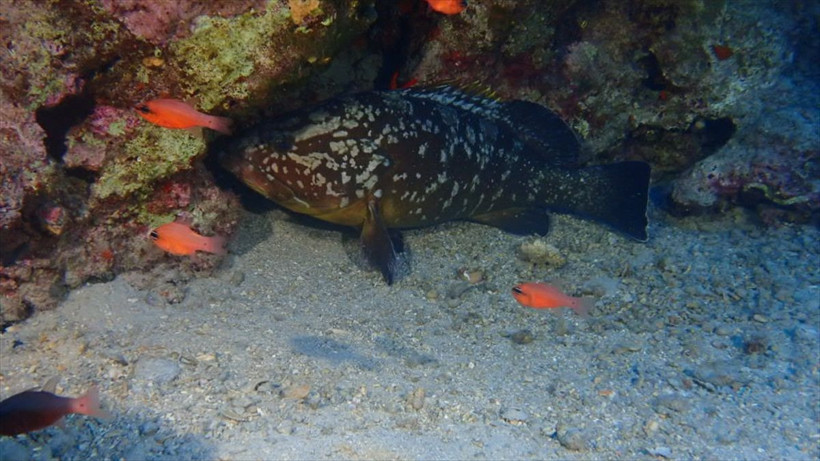 Alarm çaldı! Kızıldeniz'in 'istilacısı' aslan balığı Ege'de de yayılıyor! Balon balığı bu kadar hızlı değildi - Resim: 4
