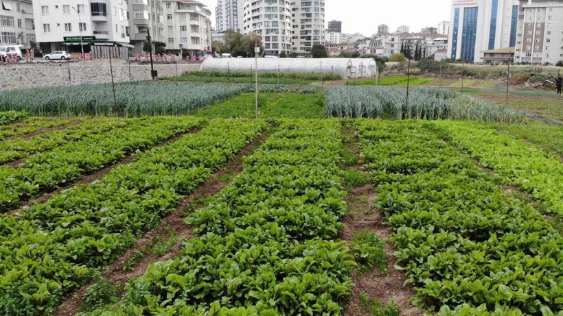 İstanbul'da E-5 kenarında 20 çeşit sebze yetiştiriyor vatandaşların ilgisi büyük - Resim: 1