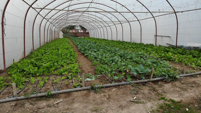 İstanbul'da E-5 kenarında 20 çeşit sebze yetiştiriyor vatandaşların ilgisi büyük - Resim: 2