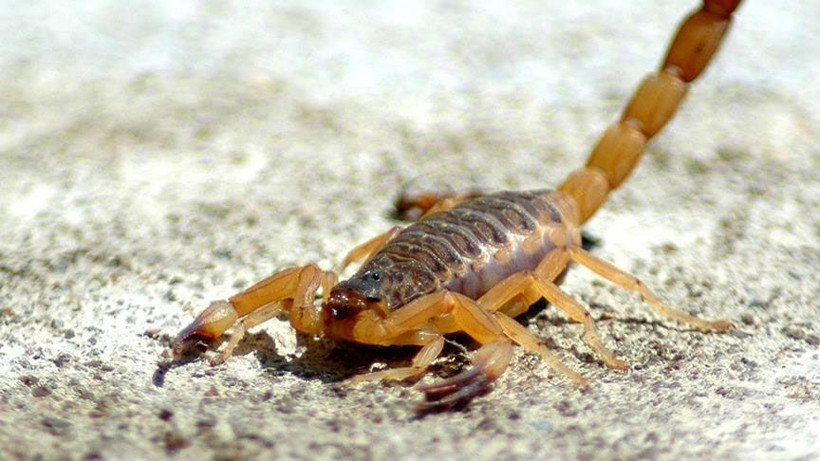 Mısır'da akrep istilası! 3 kişi öldü 450 yaralı var - Resim: 1