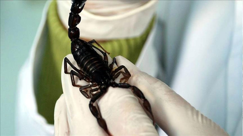 Mısır'da akrep istilası! 3 kişi öldü 450 yaralı var - Resim: 2