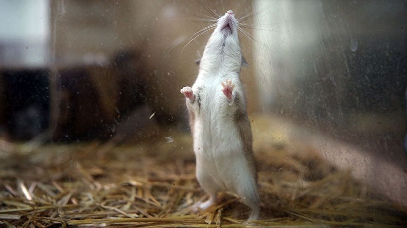 ABD’li bilim insanları uyardı: Bir sonraki corona virüs salgını farelerden gelecek - Resim: 2