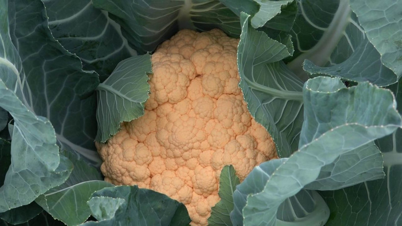 Renklendirici yok çocuklar bayılıyor! Samsun'da üretici talebe yetişemiyor - Resim: 3