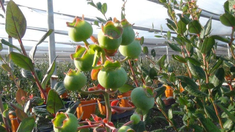 Antalya'da kilosu 160 TL'ye satılıyor! Paraya para demiyor: Kızlarım gibi görüyorum - Resim: 3