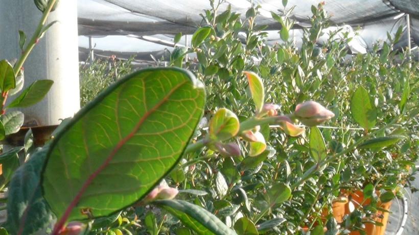 Antalya'da kilosu 160 TL'ye satılıyor! Paraya para demiyor: Kızlarım gibi görüyorum - Resim: 1