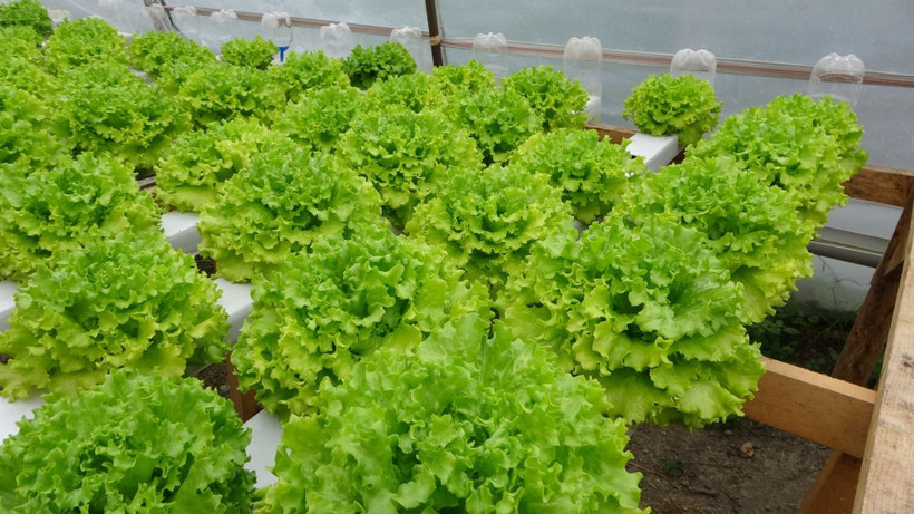 İstanbul'da memurluğu bırakıp Adana'ya döndü! Topraksız tarımda aylık 28 bin lira kazanabiliyor - Resim: 4