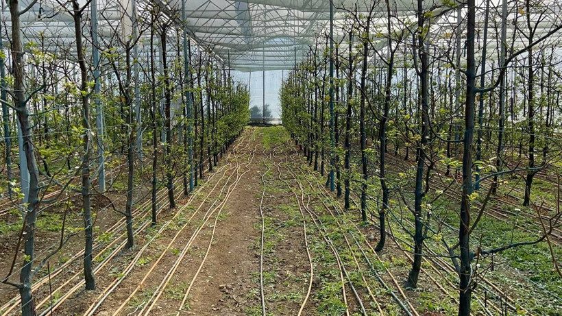 Tanesi 20 liraya satılıyor! Türkiye'de en erken üretim: Bursa'dan dünyanın her yerine gönderiyor - Resim: 2