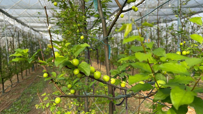 Tanesi 20 liraya satılıyor! Türkiye'de en erken üretim: Bursa'dan dünyanın her yerine gönderiyor - Resim: 4