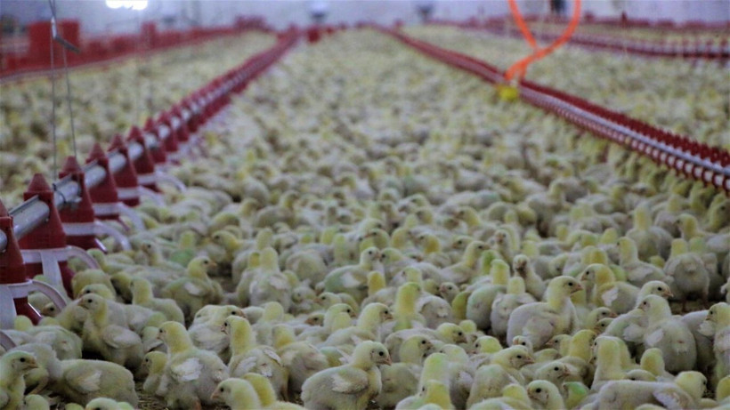 Şehir hayatından sıkıldı devletten destek alıp Elazığ'da köyüne döndü! Paraya para demiyor - Resim: 4