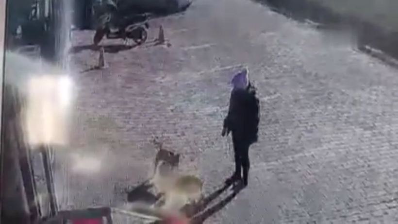 Antalya'da yasaklı cins sokak köpeği genç kadın ve köpeğine dehşeti yaşattı - Resim: 1