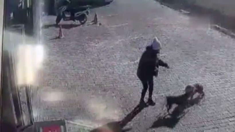 Antalya'da yasaklı cins sokak köpeği genç kadın ve köpeğine dehşeti yaşattı - Resim: 2