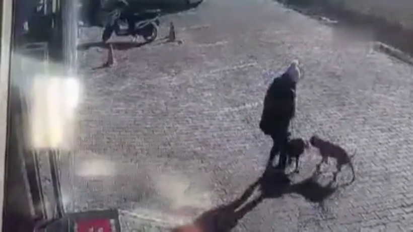 Antalya'da yasaklı cins sokak köpeği genç kadın ve köpeğine dehşeti yaşattı - Resim: 3