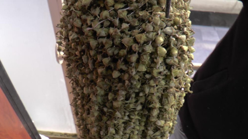 Kilosu 400 TL'ye satılıyor gram altınla yarışıyor! Kayseri'de talep patladı: Sabah ezanında gün doğmadan... - Resim: 3